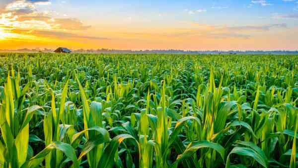 Agriculture companies in Punjab List Ranking 2023 Updated