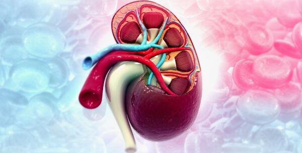 Kidney Transplant Cost, Symptoms, Procedure, and Survival Rate