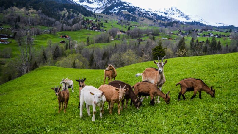 Cattle Feed Manufacturers in Kerala