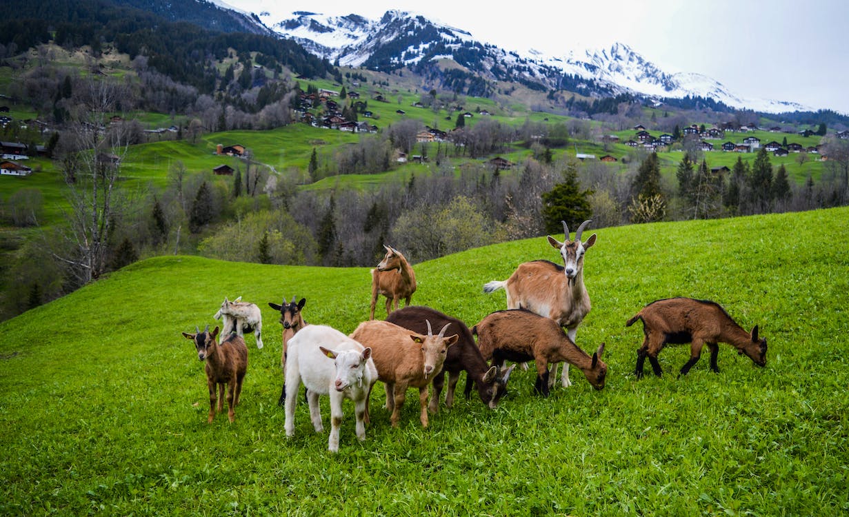 Top 10 Cattle Feed Manufacturers in Kerala 2023 – Rankings, Reviews & Updates