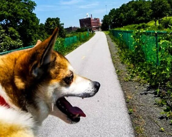 Dog Training Durham NC