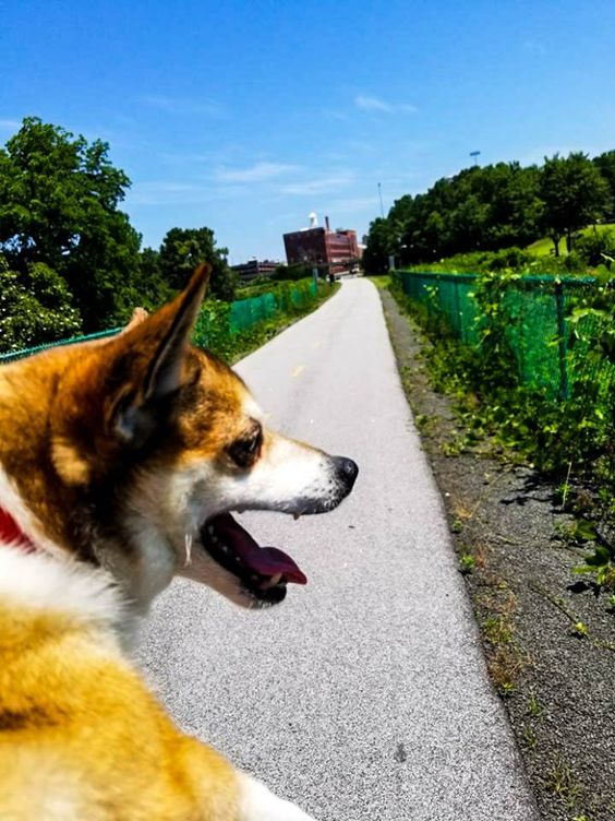 Top 10 Dog Training Durham NC – Check Prices, Reviews & Updates