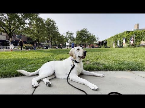 Dog Training Philadelphia