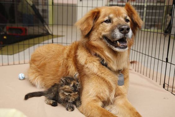 Pet Stores in Arizona