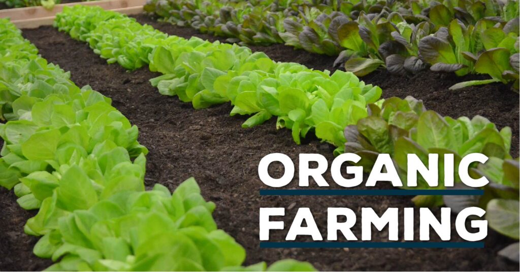 Top 10 Organic Farming Companies in India