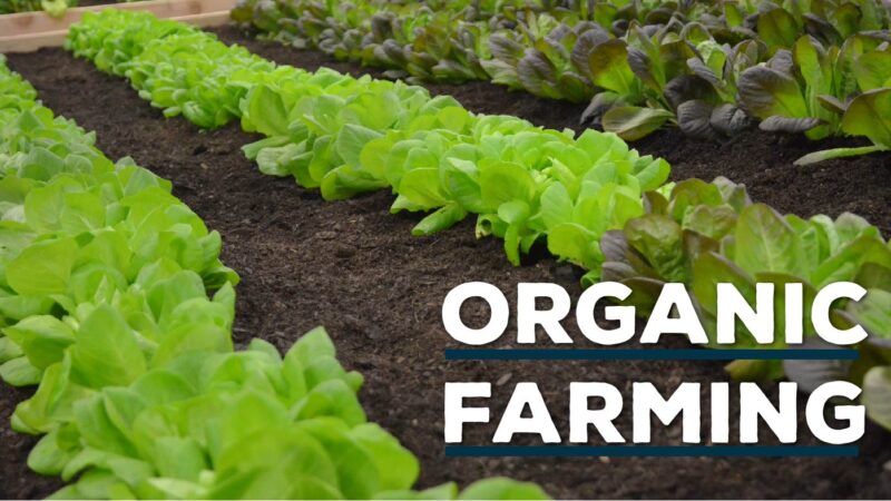 Top 10 Organic Farming Companies in India
