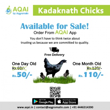 Kadaknath Chicken | Kadaknath Chicks | kadaknath Price - Aqai
