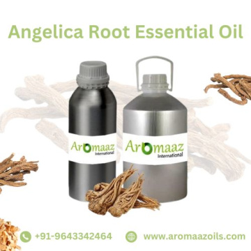 Buy Angelica Root Essential Oil