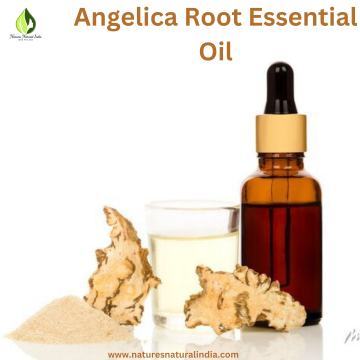 Angelica Root Essential Oil - Buy Pure and Natural