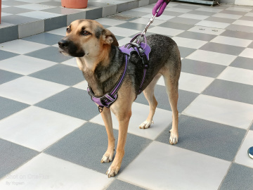 Reliable Pet Movers Across India & Globally with AirPets India