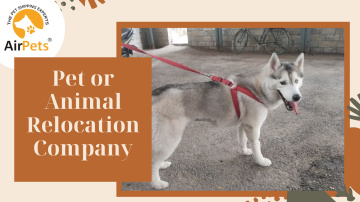 Pet or Animal Relocation Company