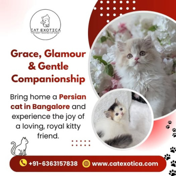 🐾 Persian Cats for Sale in Bangalore – Healthy & Adorable Kittens Available!