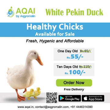 White pekin Ducks | Duck farming |Ducks - Aqai