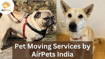 Pet Moving Services by AirPets India