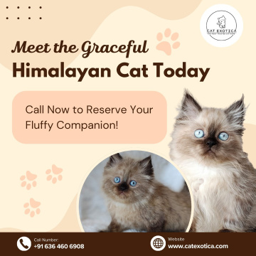 Himalayan Cat for Sale in Bangalore – Cute, Healthy & Well-Trained