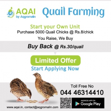 Quail Unit Farm | quails | quail farm - Aqai