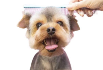 Pet Grooming Bangalore