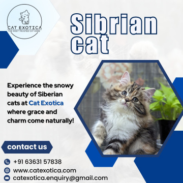 Best Siberian cats in Bangalore for sale