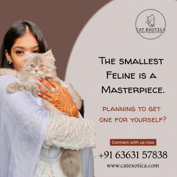 Persian Kittens in Bangalore | Himalayan Kittens for Sale