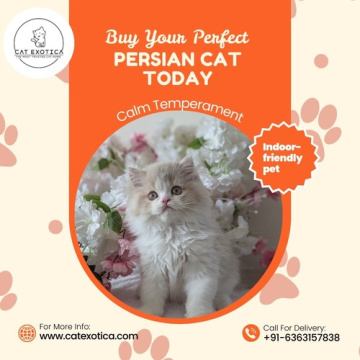 Best Persian Cat in Bangalore – Premium Kittens Available 🐾