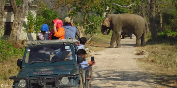 Jhirna Zone Safari Booking Gains Popularity Among Jim Corbett Visitors