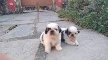 Shihtuz Puppies For Sale