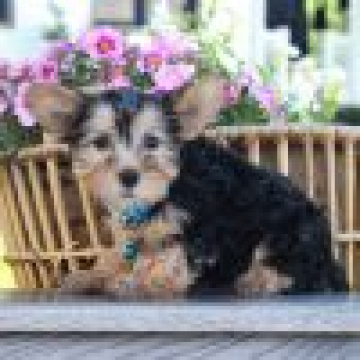 Deluxe Chihuahua Online Puppies | buy online puppies