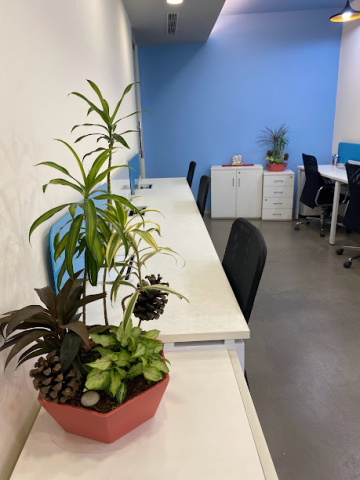 Choose Best Quality Air Purifier Plants for Office and Homes | Garden on Hire