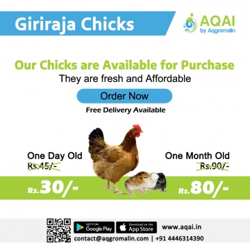 Giriraj Chicks | Giriraja Chicken Chicks - Aqai