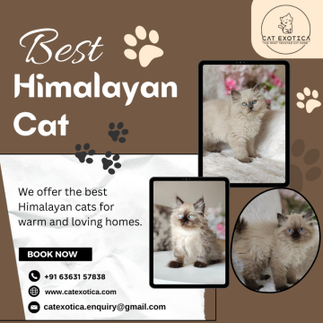 Best Himalayan Cat in Bangalore