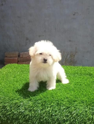 Maltese dog price Mumbai - Breed n Breeder