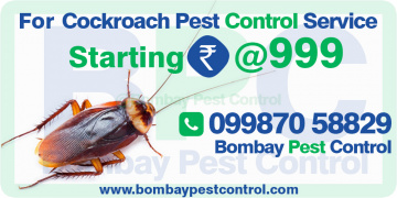 Cockroch Pest Control in Mumbai, Navi Mumbai, Thane