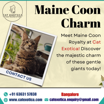 Best Kittens in Bangalore | Buy Cats for Sale Online in Bangalore