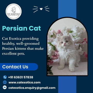 Persian Cat in Bangalore