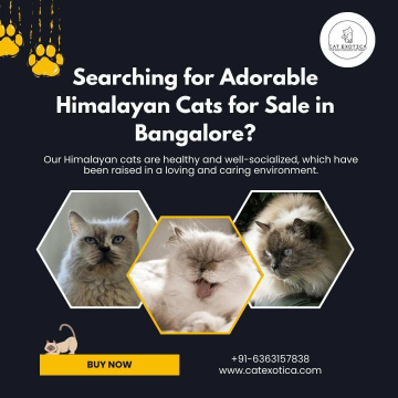 Himalayan Cats for Sale