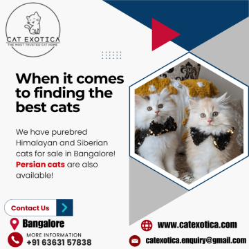 Cats in Bangalore | Buy Cats for Sale Online in Bangalore