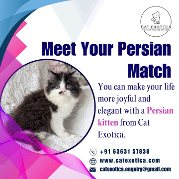 Persian Cat in Bangalore|Best Persian Cat in Bangalore