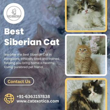 Best Siberian Cat in Bangalore