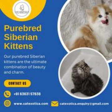 Siberian Cat in Bangalore|Siberian Cat Sale in Bangalore
