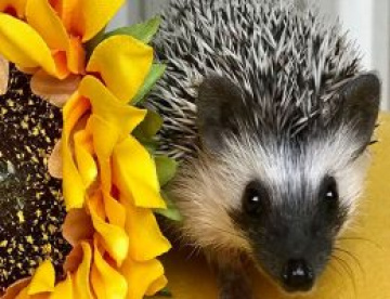 Hedgehogs & Sugar gliders Home