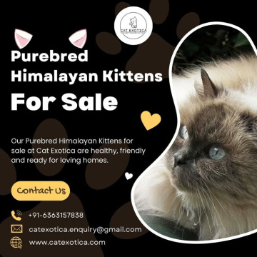 Himalayan Kittens for Sale in Bangalore