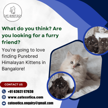 Best Cat in Bangalore | Himalayan Cats for Sale