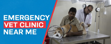 Emergency Vet Clinic Near Me | CGS Hospital