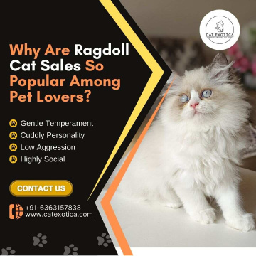 Ragdoll Cat for Sale in Bangalore