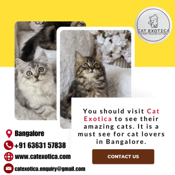 Persian cats for sale in Bangalore | Persian Cat in Bangalore