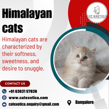 Himalayan Cat for Sale in Bangalore | catexotica
