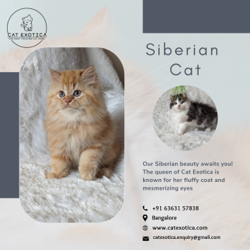 Siberian Kittens for Sale in Bangalore
