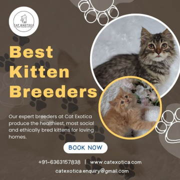 Kittens in Bangalore