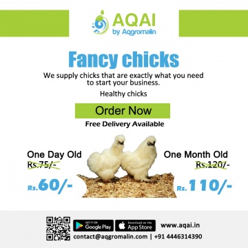 Fancy Chicken Chicks | chicken chicks - Aqai