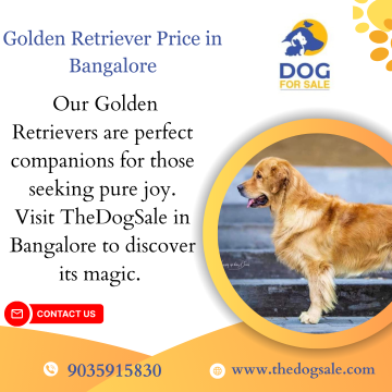 Golden Retriever Price in India Bangalore